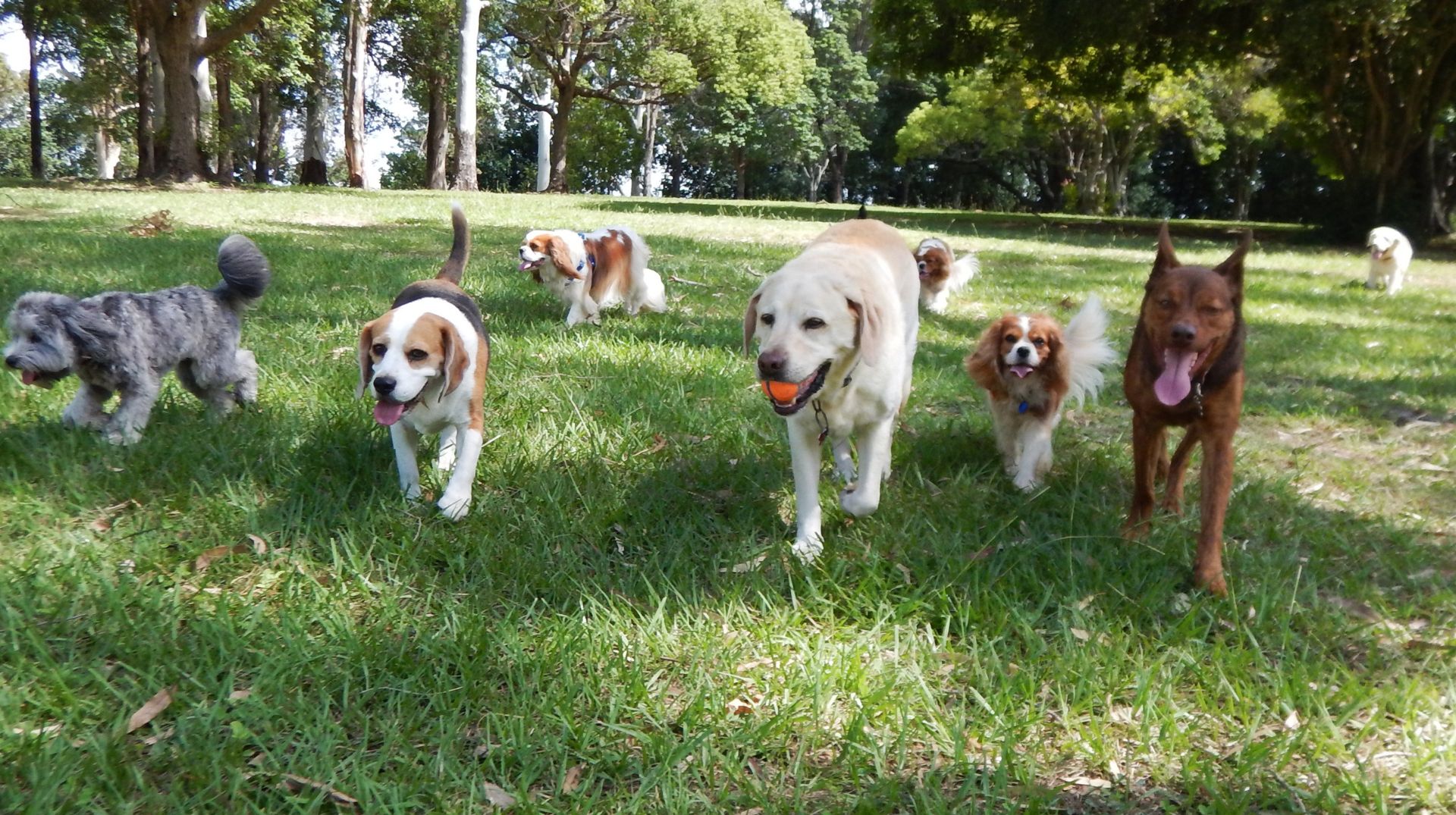 Photo: salemvalleyvet.com several dogs walking in grass