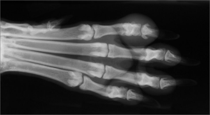 dog's paw X-ray