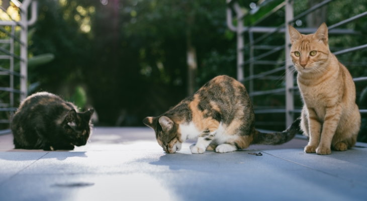 three cats sitting outside on a walkway