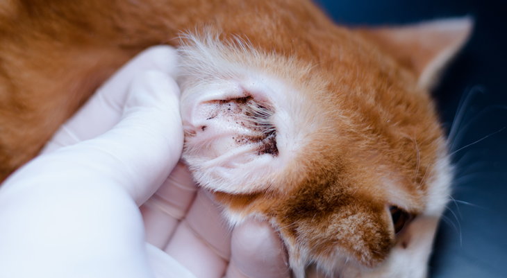 vet looking for parasites in cat's ear