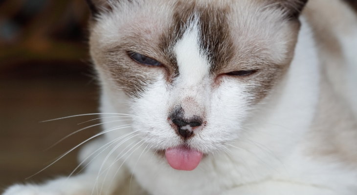 cat sticking it's tongue out