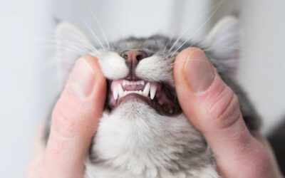 Oral Health for Felines