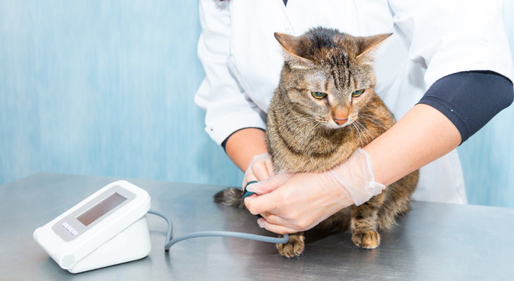 cat with the veterinarian