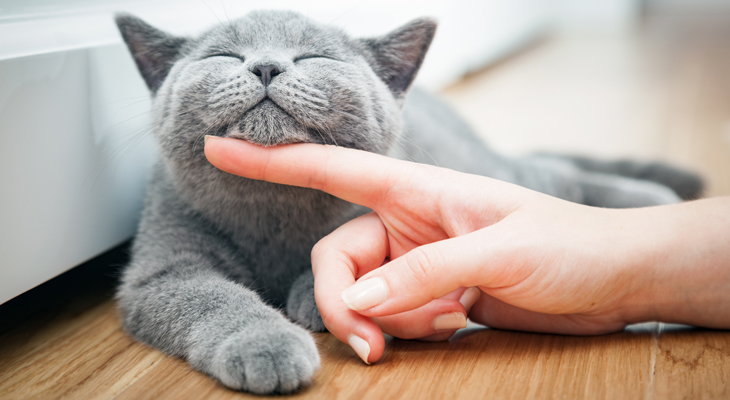 woman touching cat's chin with finger