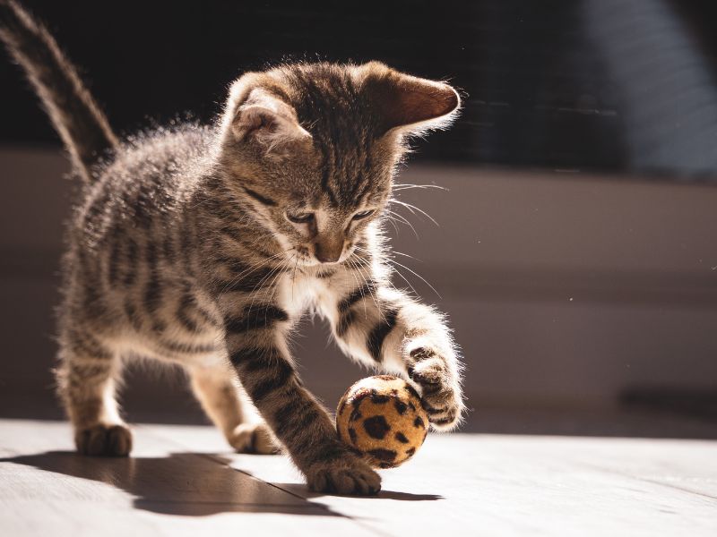 cat playing with the ball