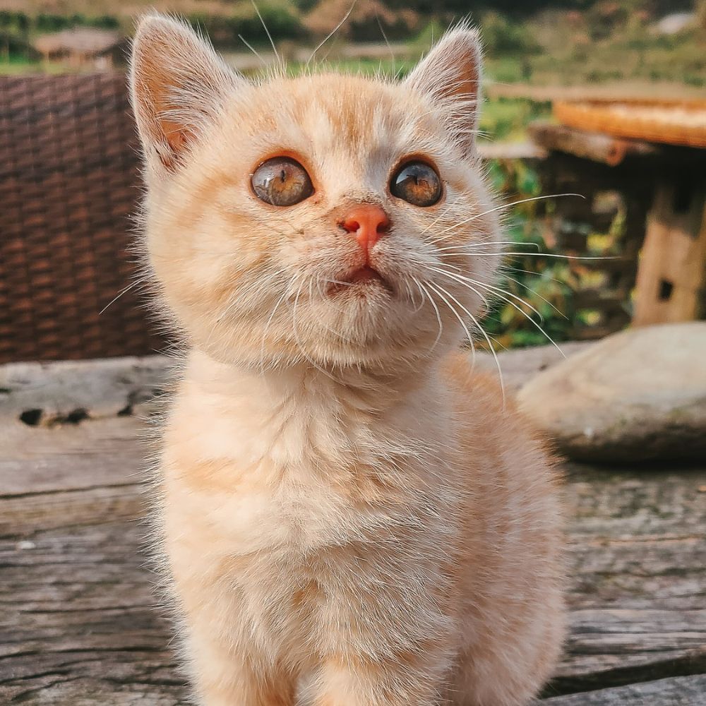 kitten outdoor