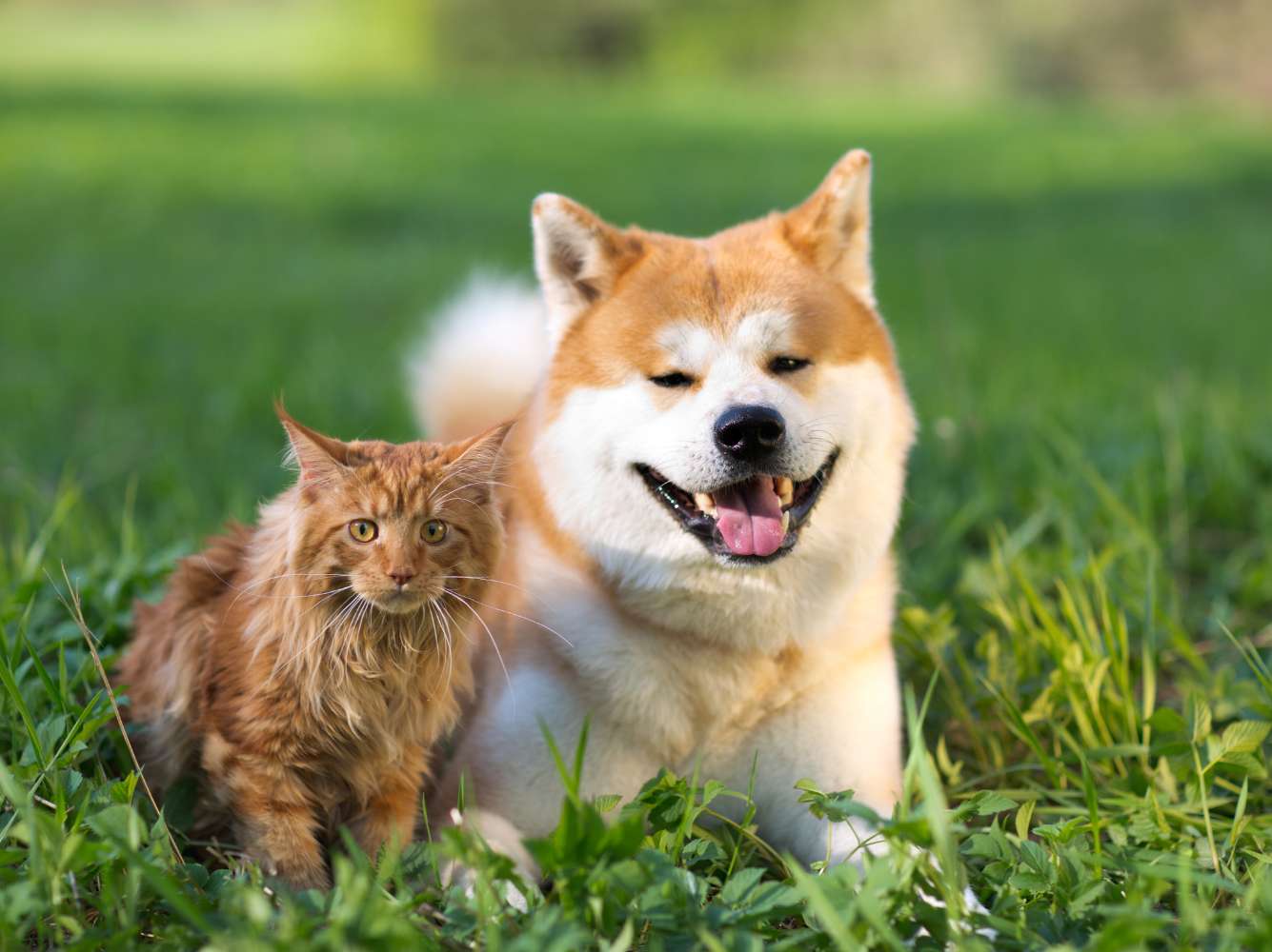dog and cat lying in grass