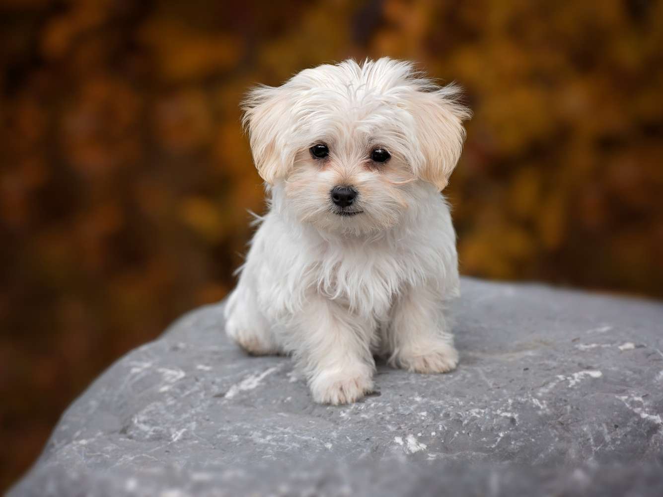 small white dog sitting on a rock