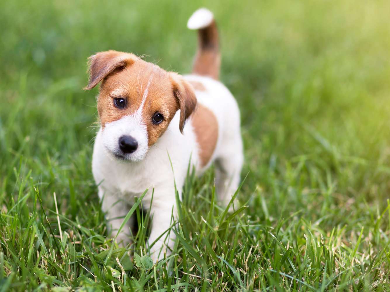 puppy standing in grass