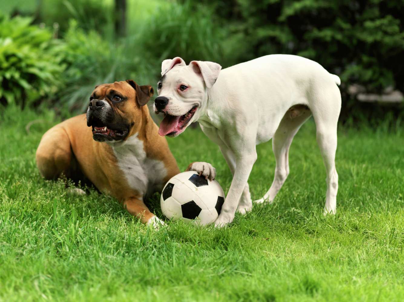 two dogs playing with a soccer ball